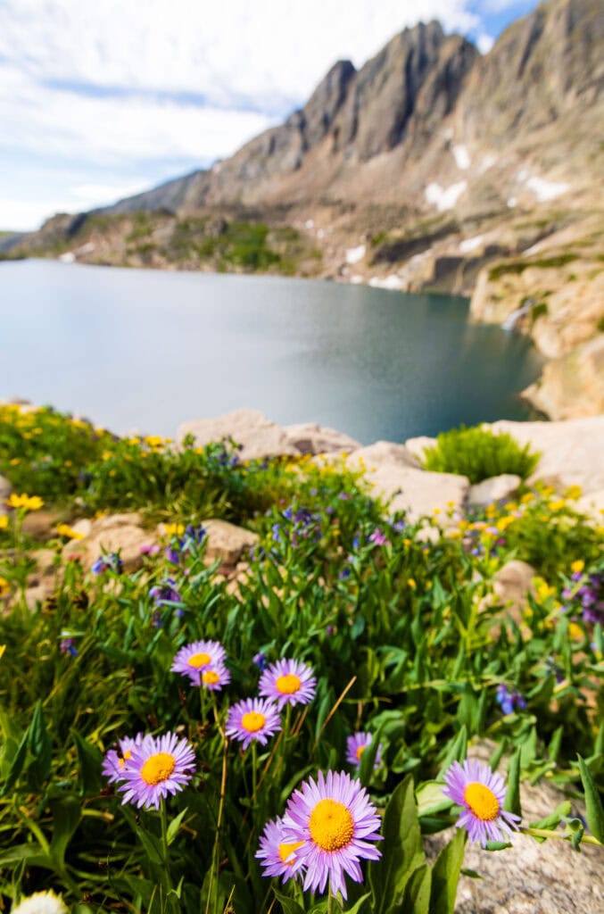 purple flowers with a lake and mountain behind it