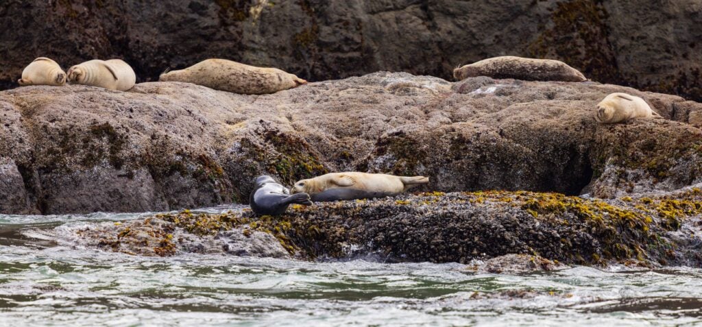 Seals resting on rocks along the Oregon coast