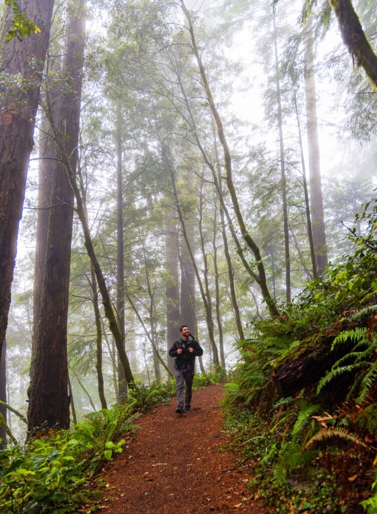 Foggy forest with tall conifer trees