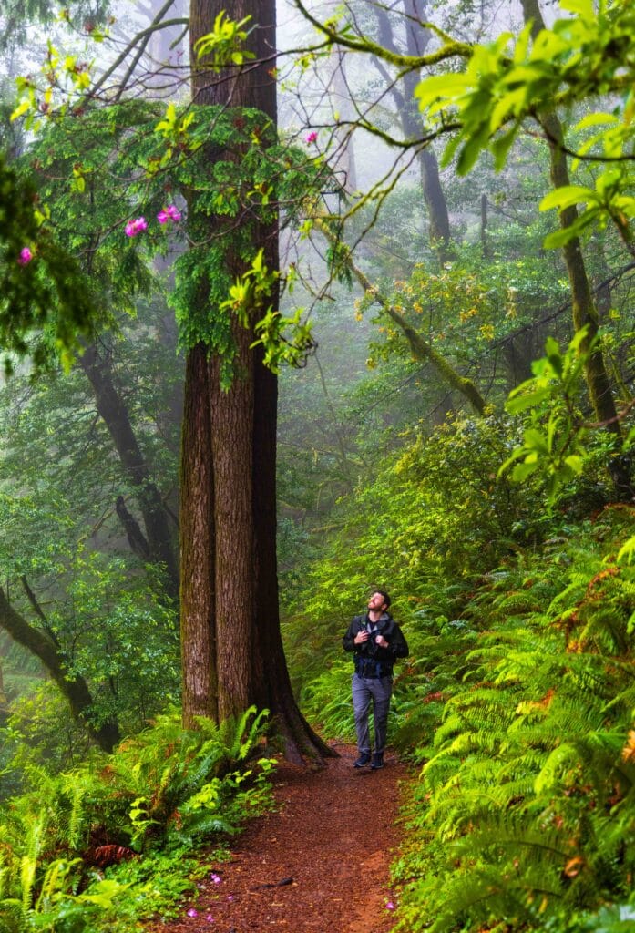 . Lush green forest undergrowth with rhododendrons in fog