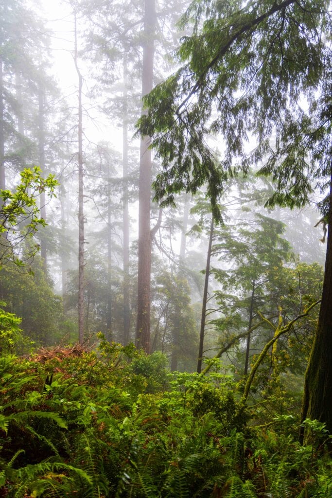 Tall trees in a foggy Pacific Northwest forest with ferns below