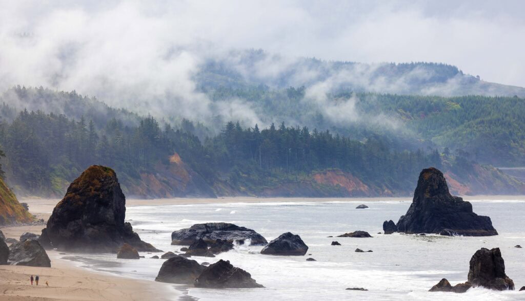 Foggy forested hillside along the Oregon coast