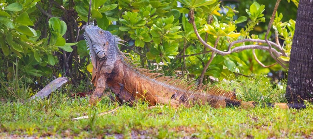 an iguana on the grass