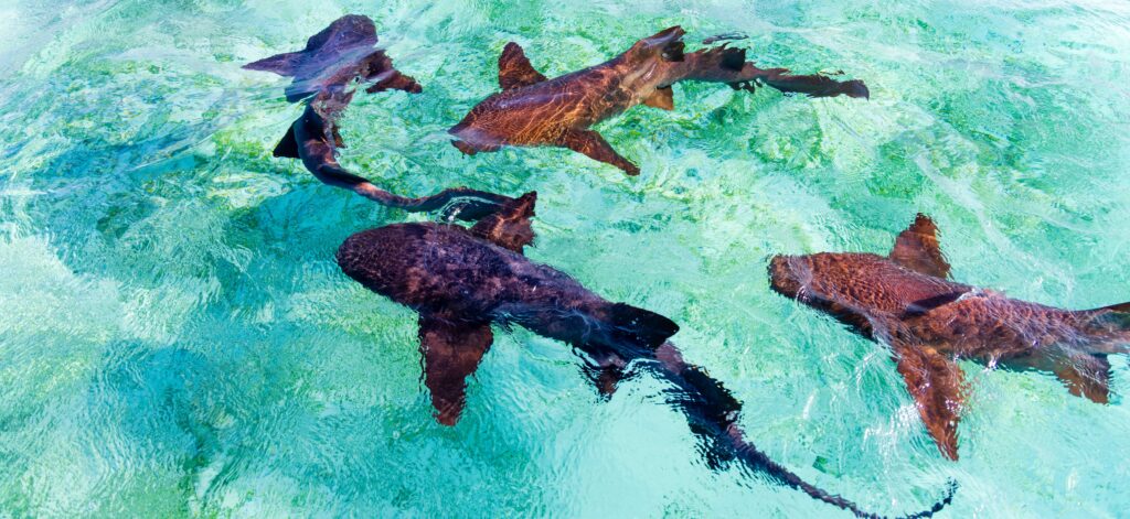 nurse sharks swimming near a boat