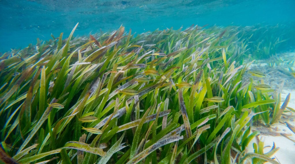 seaweed and fish underwater