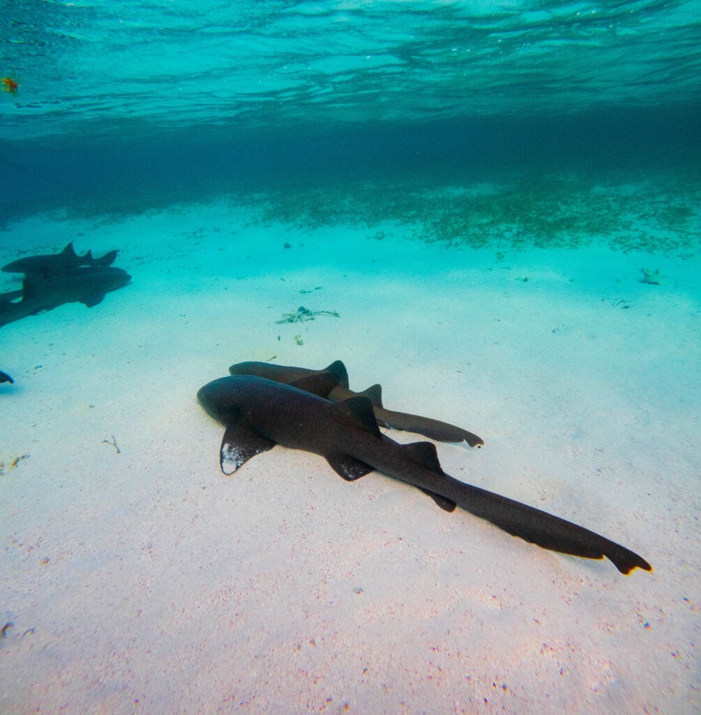nurse sharks sit at the bottom of the ocean