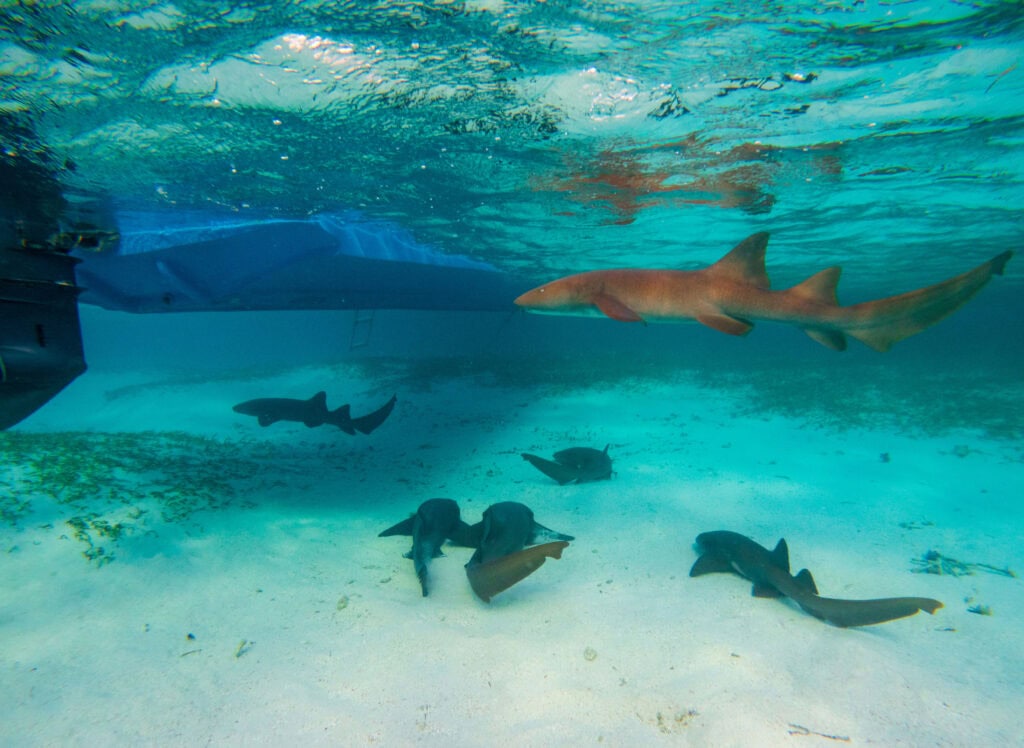 nurse sharks swim in the ocean near a boat