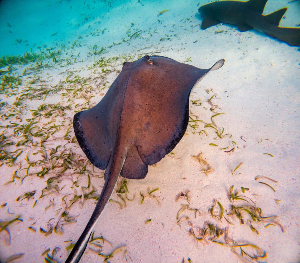 a sting ray swims through the water