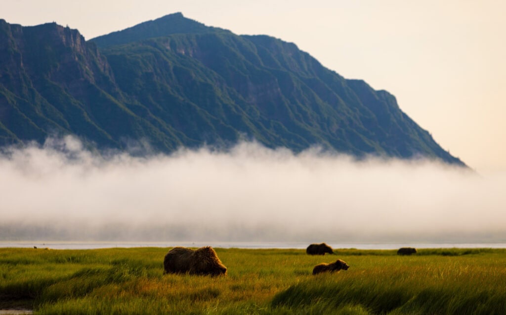 bears in a meadow at lake clark national park