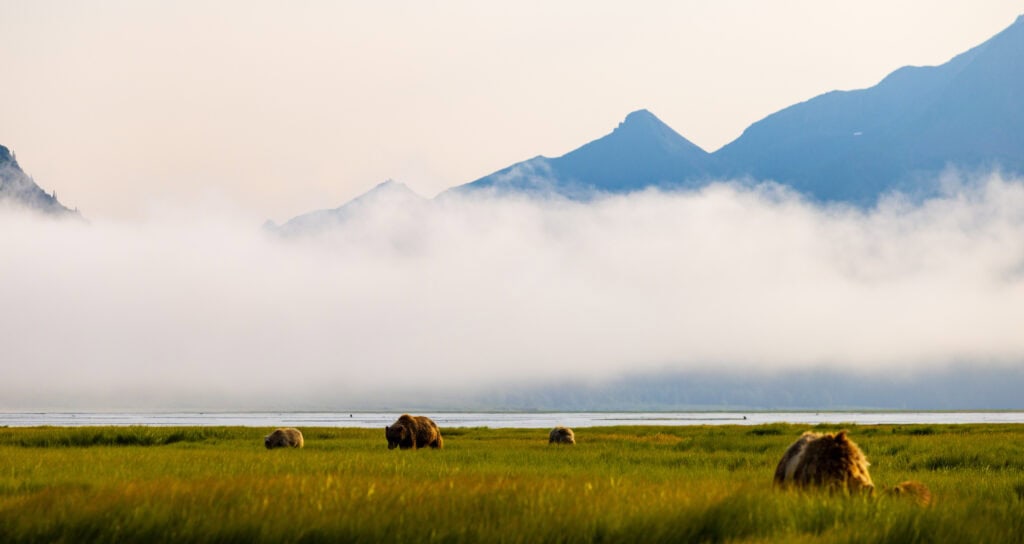 bears in a meadow at lake clark national park