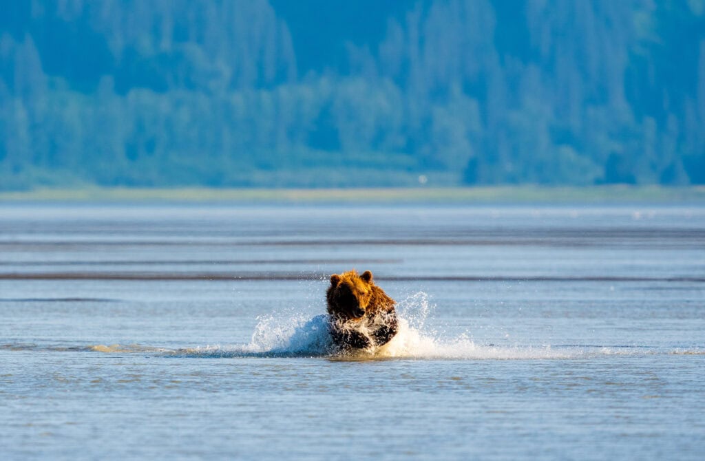 a bear chases after a fish at brown bear bay in alaska