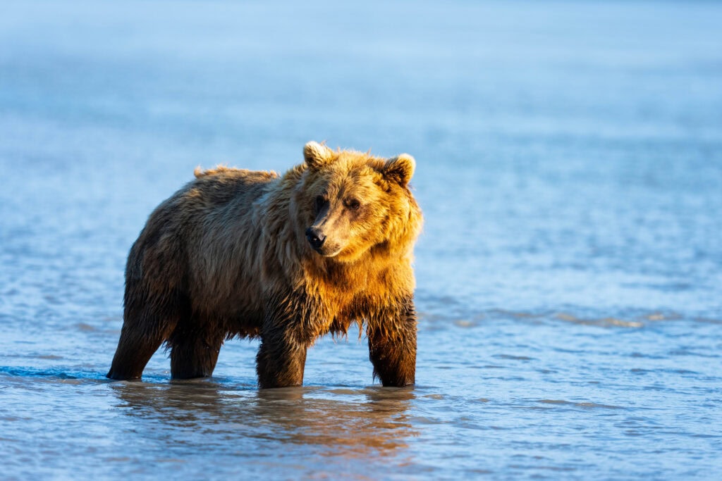 a bear walks through water at brown bear bay in alaska