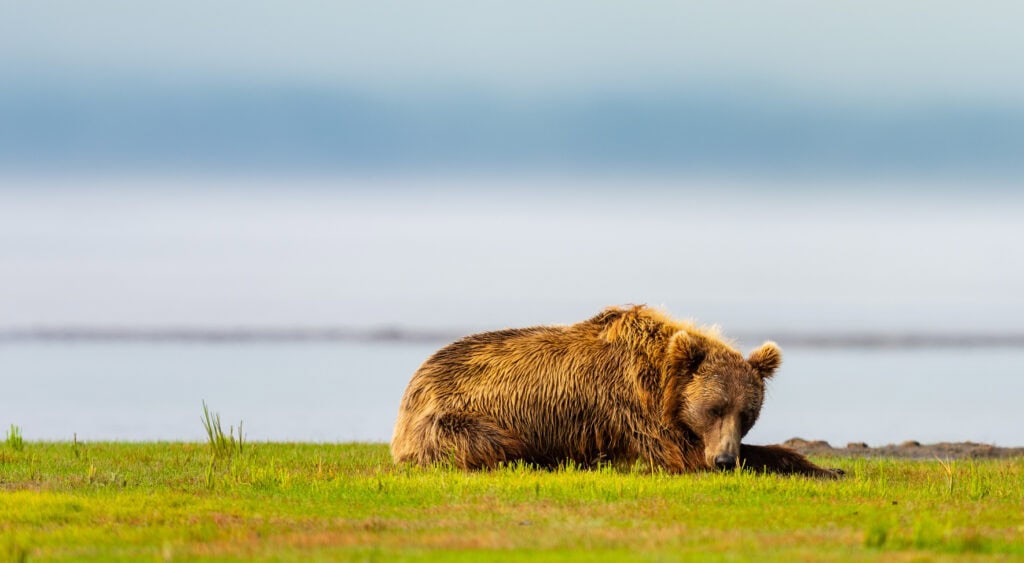 a bear lays down at brown bear bay in alaska