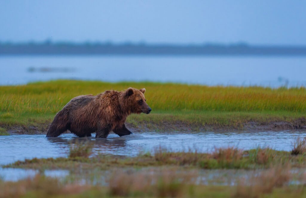 a bear walks through a creek at brown bear bay in alaska