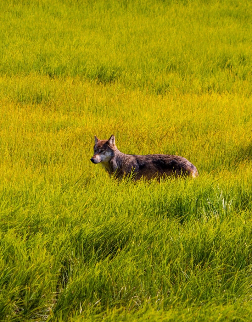 a wolf in a meadow in alaska