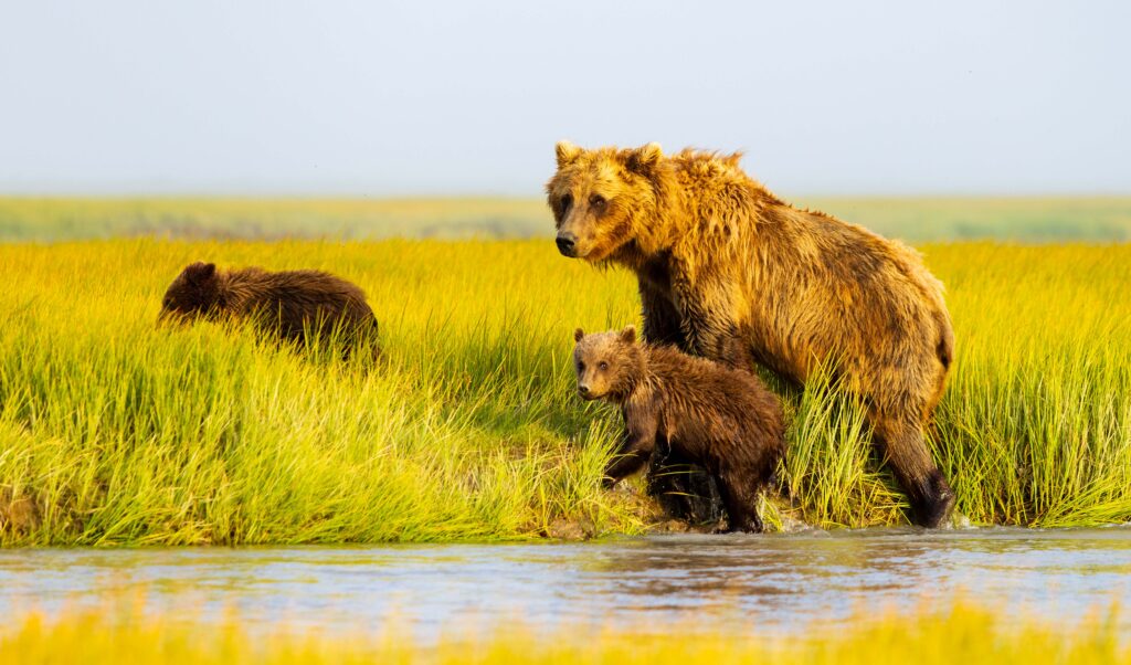 three bears exit the stream looking back at the camera