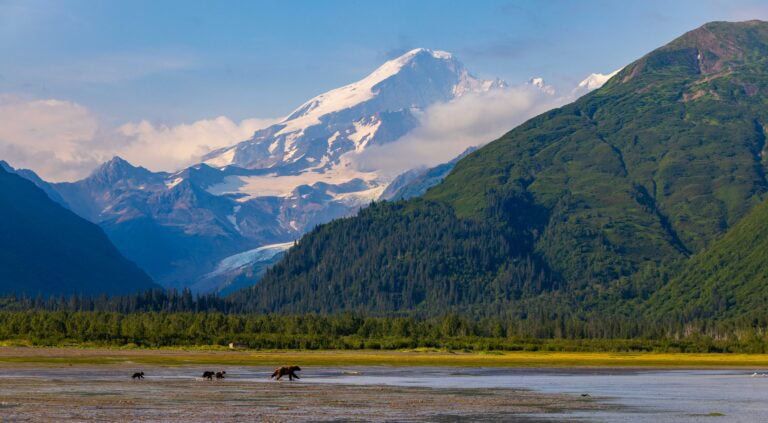 bears walk on the shoreline of chinitina bay under mount iliamna in alaska