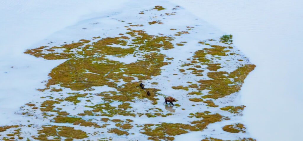 a brown bear and cubs walk through the grass and streams of alaska