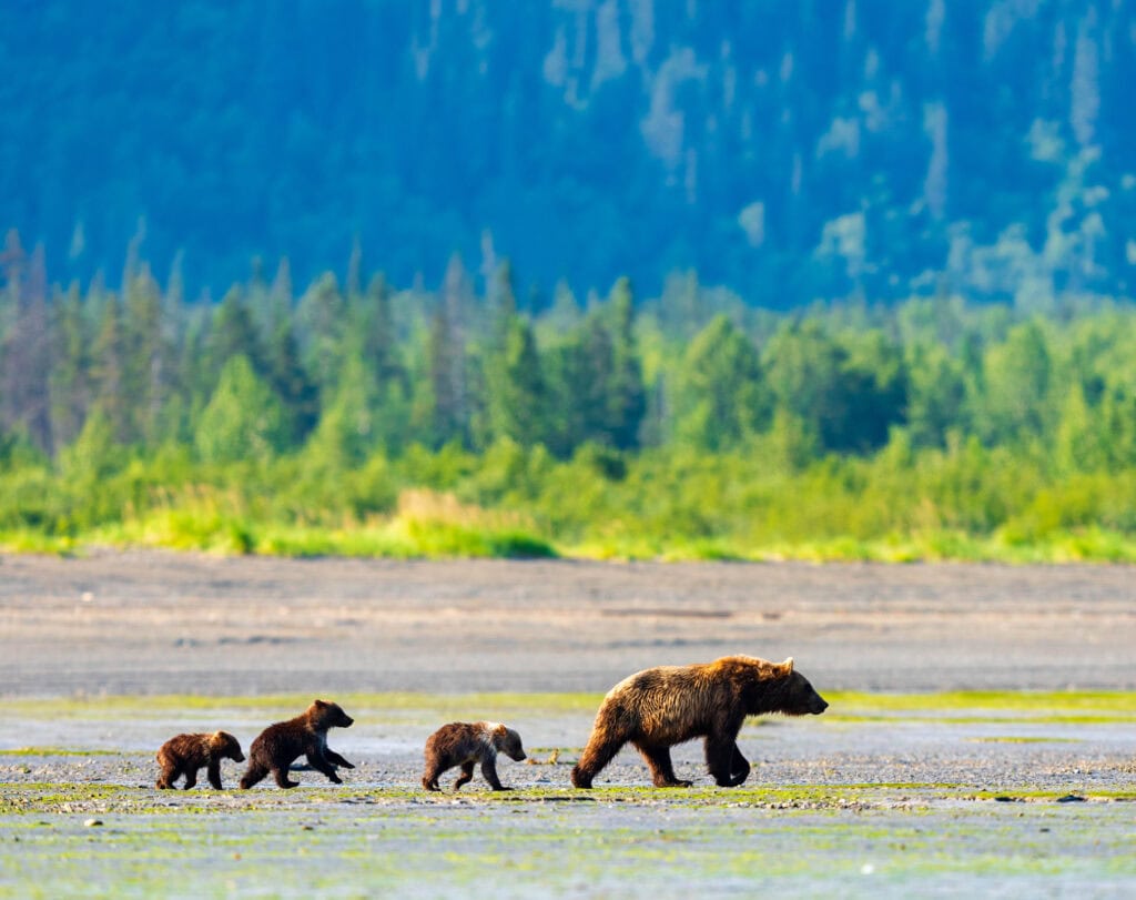 four bears walk on the shore in alaska