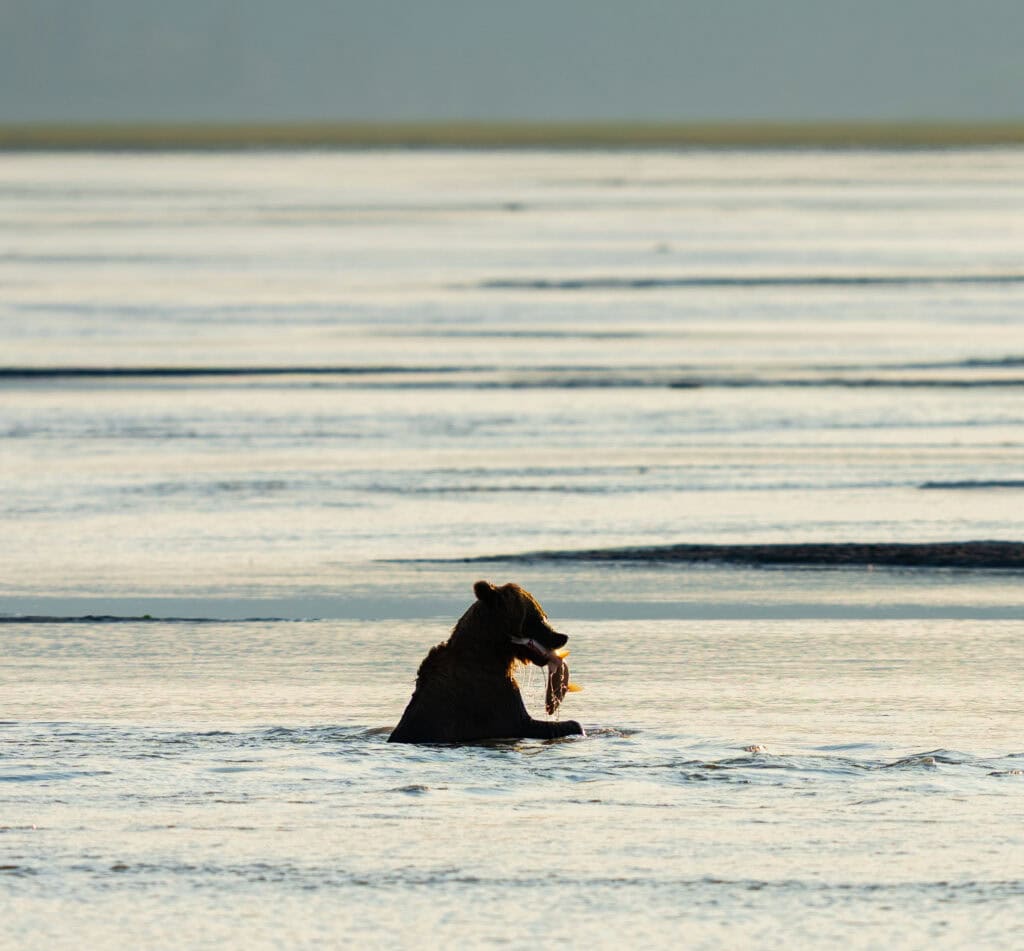 a bear holds a recently caught fish in its mouth