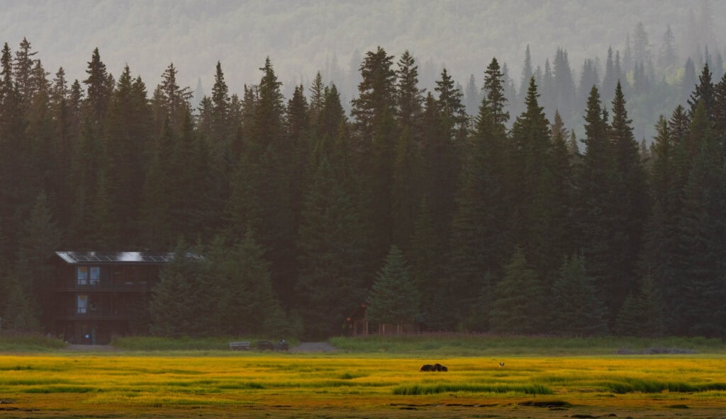 a wolf watches a brown bear in alaska