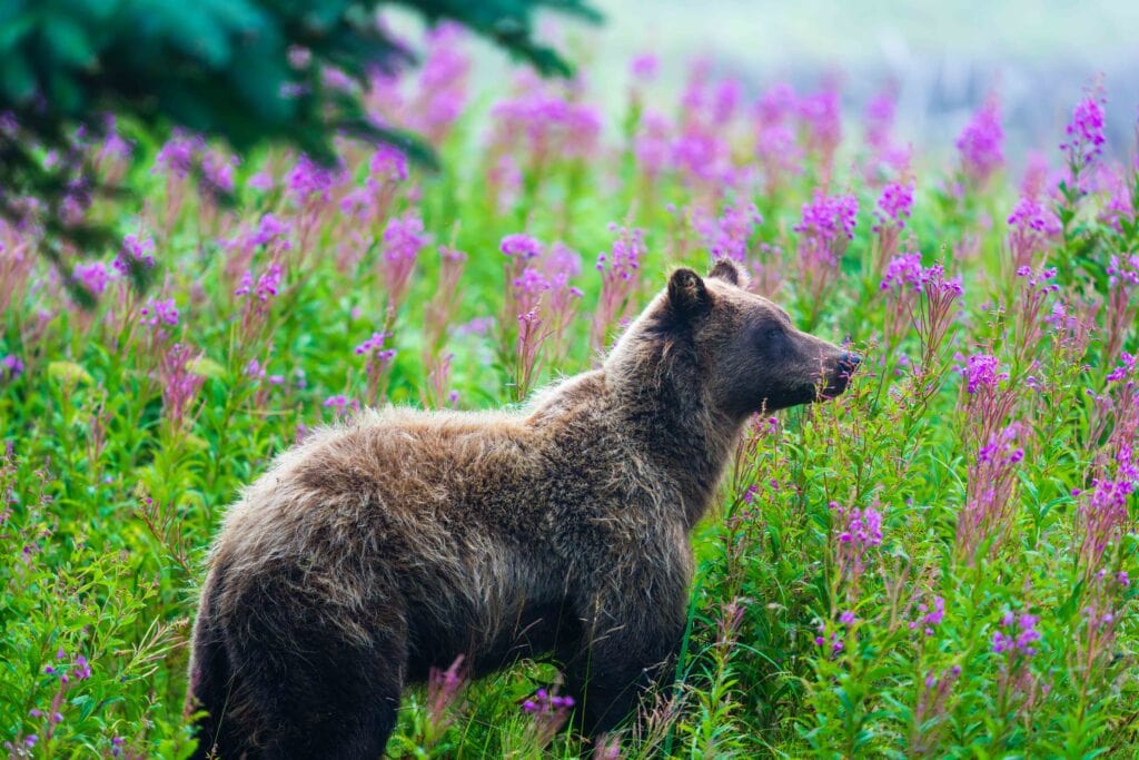 a bear standing in purple fireweed near the lodge