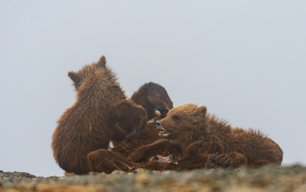cubs nursing on mom in the fog