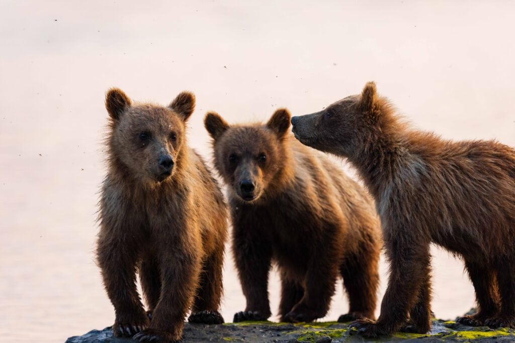 three cubs look at the camera