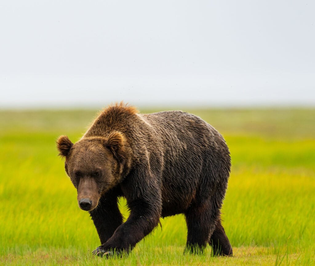 an adult male bear walks through the meadow in lake clark national park