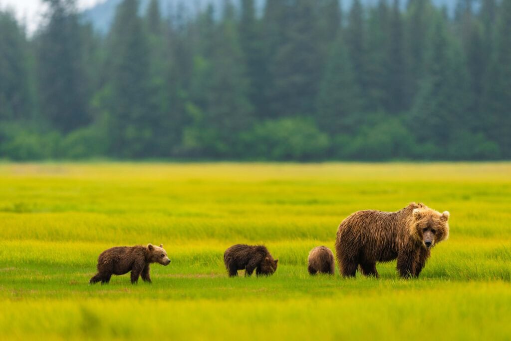 a bear and three cubs stand in the meadow near brown bear bay lodge