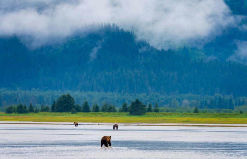 bears in the bay with low clouds above