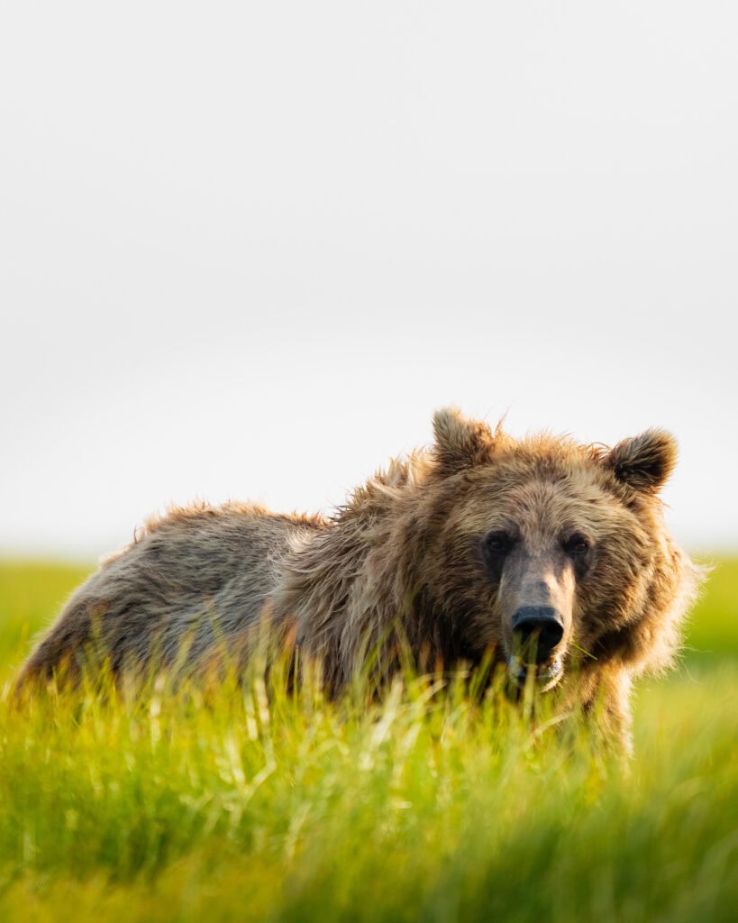 a brown bear looks at the camera