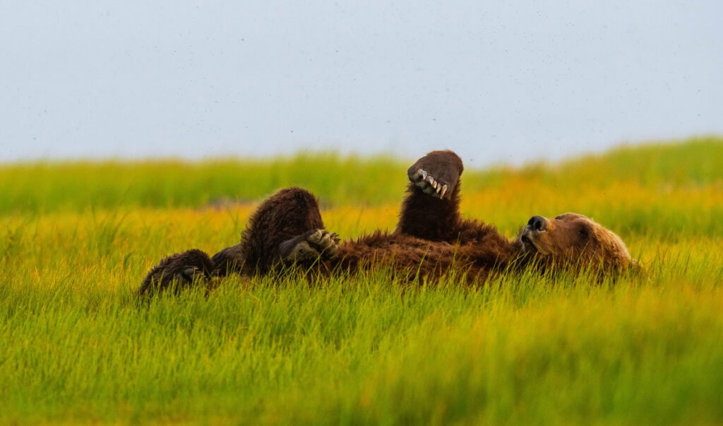 a bear lays on its back in the grass with paws up