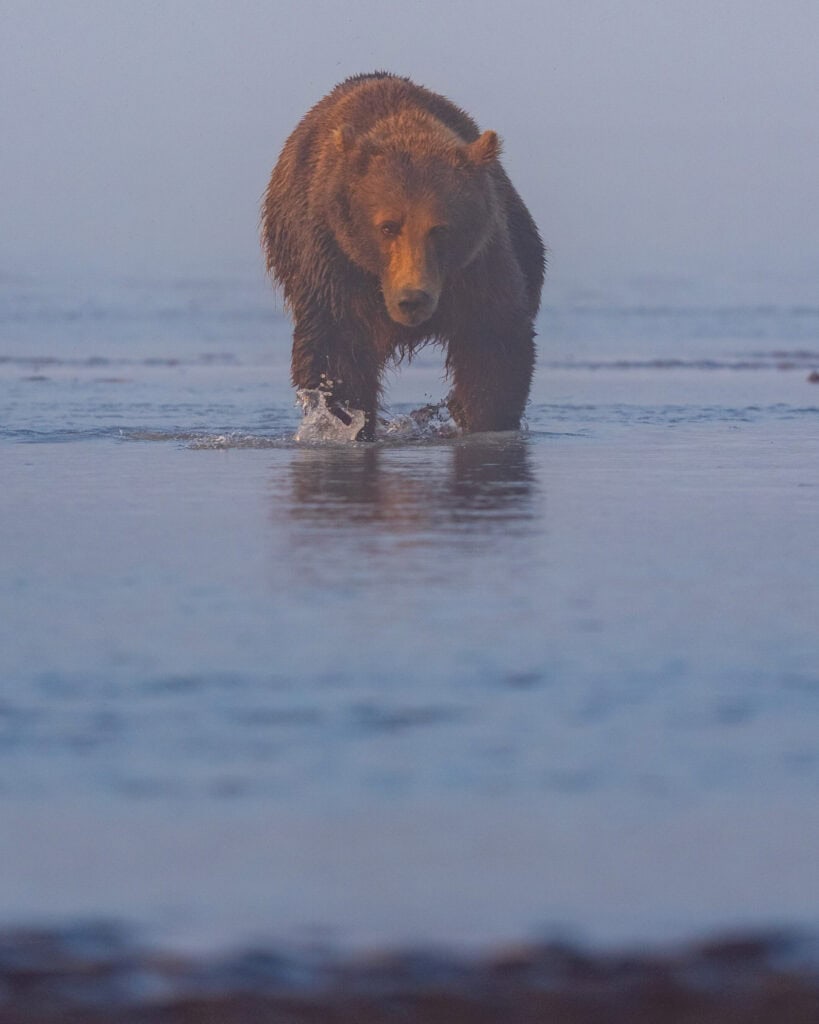 a coastal brown bear in water in lake clark national park walks towards the camera