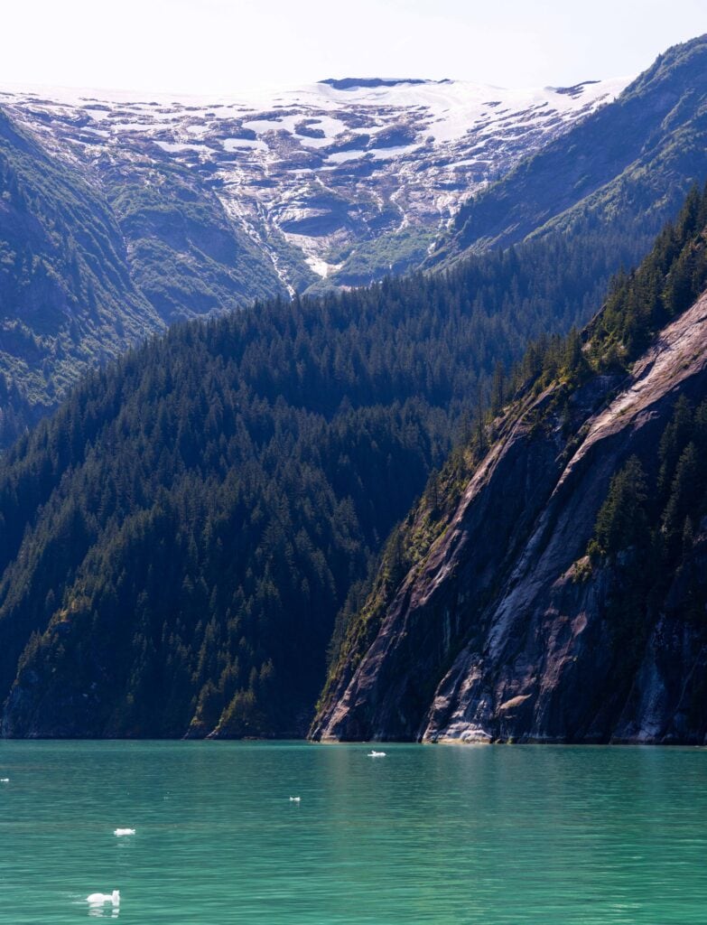 the steep walls of an alaskan fjord with trees and snow