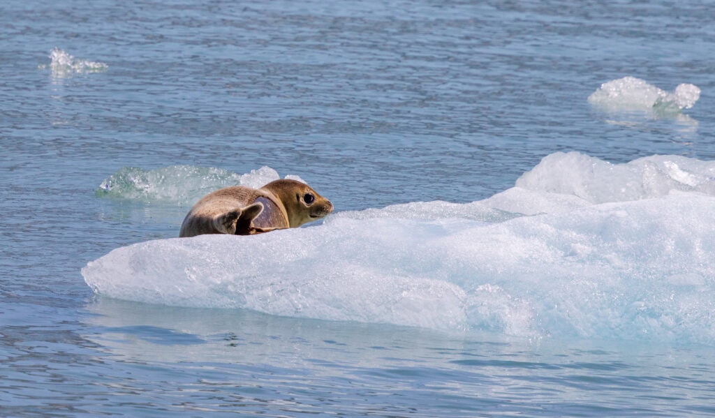 seals on ice in the fjord