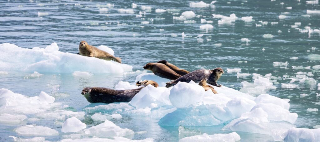seals on ice in the fjord