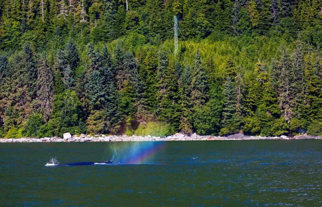 a humpback's mist showing a small rainbow