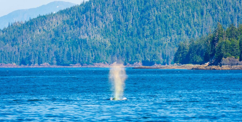 a blow hole from a humpback in juneau