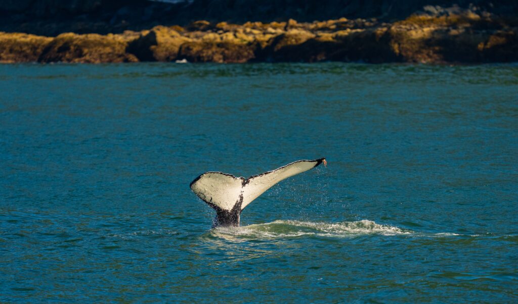 a whale fluke as it dives into the water