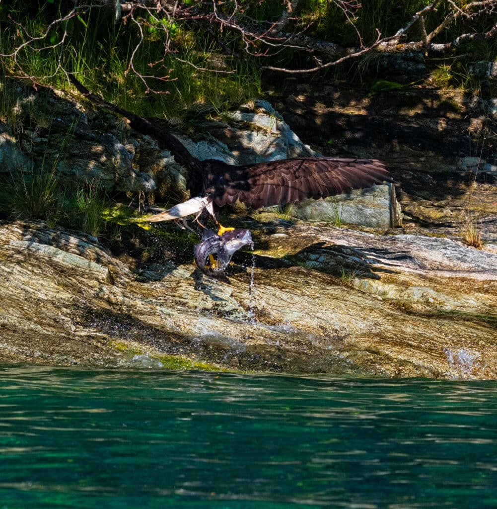 a bald eagle on land with a fish in its claws