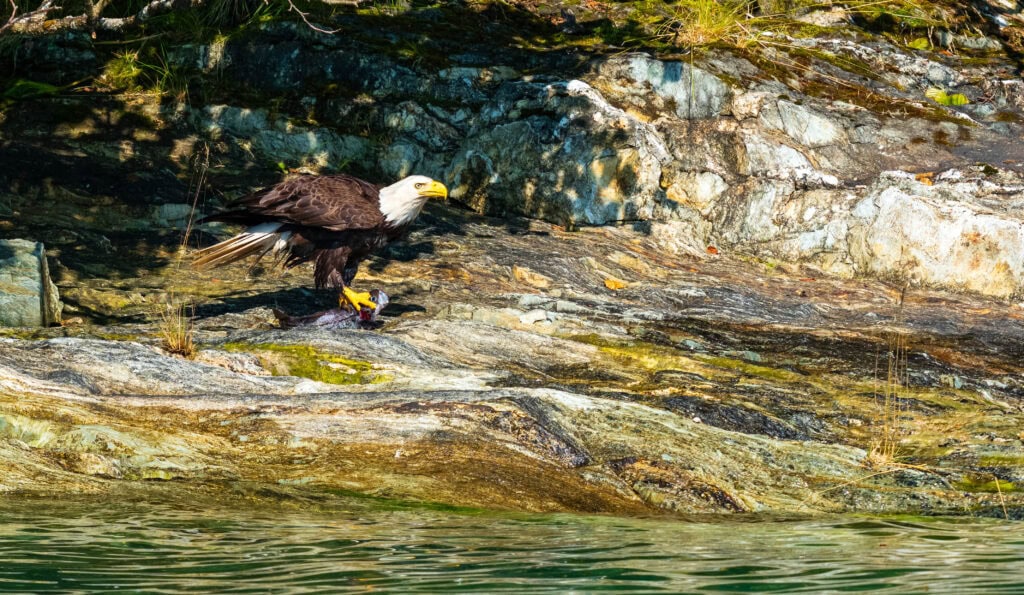 a bald eagle on land with a fish in its claws