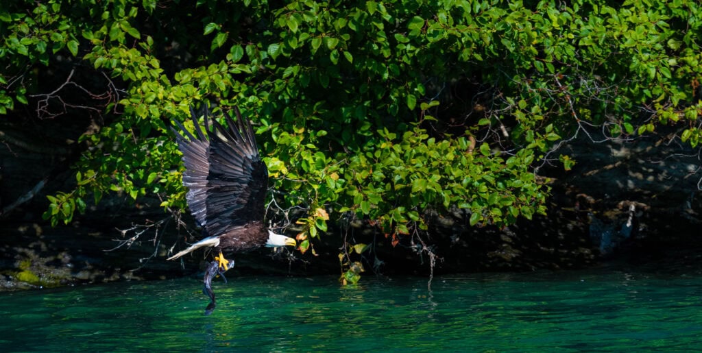 a bald eagle flies left to right with a fish in it's claws