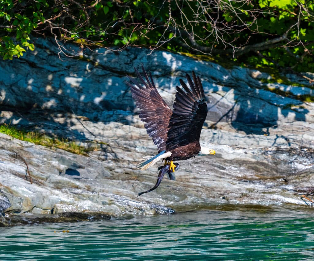 a bald eagle flies left to right with a fish in it's claws