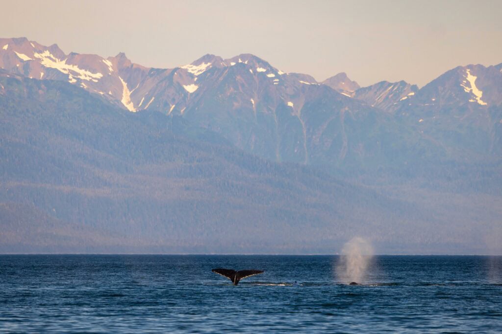 a whale dives and shows its fluke during a juneau whale watching trip with mountains in the distance