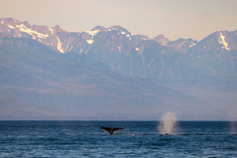 a whale dives and shows its fluke during a juneau whale watching trip with mountains in the distance