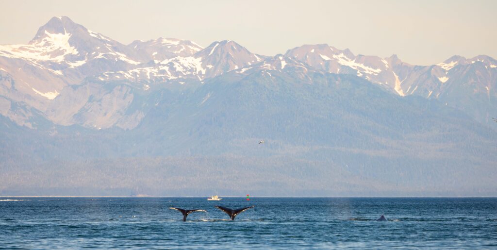 two whales dives and shows its fluke during a juneau whale watching trip with mountains in the distance