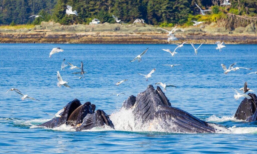 humpback whales bubble net feeding in juneau alaska