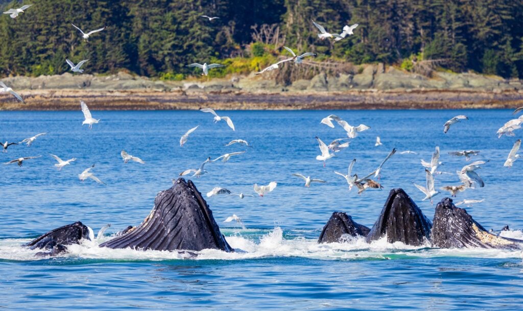 humpback whales bubble net feeding in juneau alaska