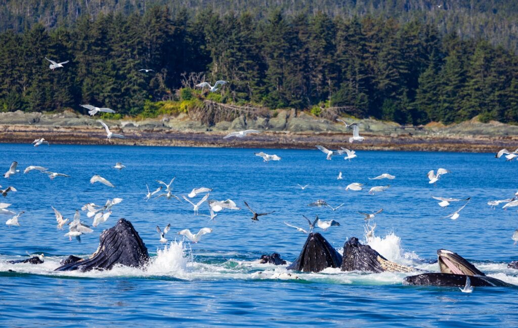humpback whales bubble net feeding in juneau alaska
